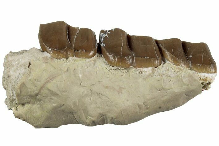 Fossil Running Rhino (Hyracodon) Jaw Section - South Dakota #232226